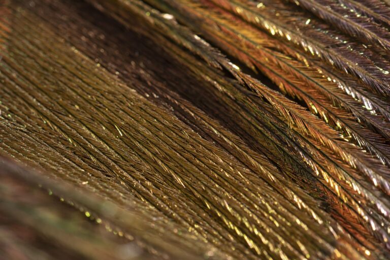 close-up-shiny-feather-organic-background