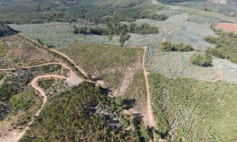 CORTESÍA Chilean Cobalt